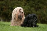 LHASSA APSO 169